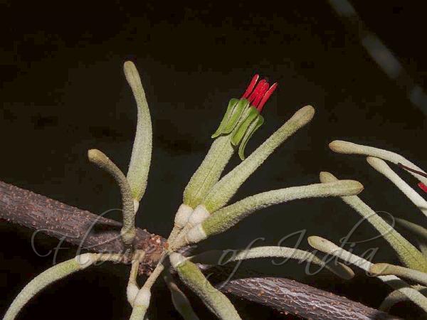 Heart-Leaf Mistletoe